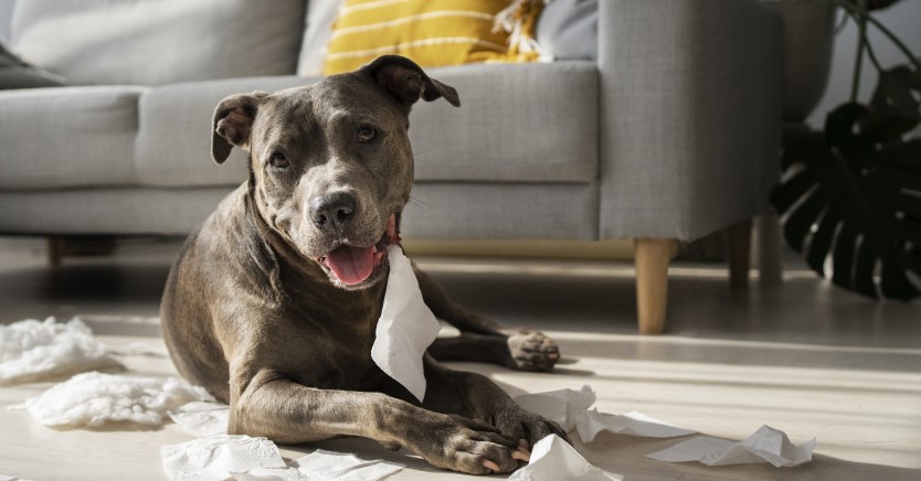 Ask Dr. Jenn: Why is my dog sneezing so much? Does it mean he's sick?